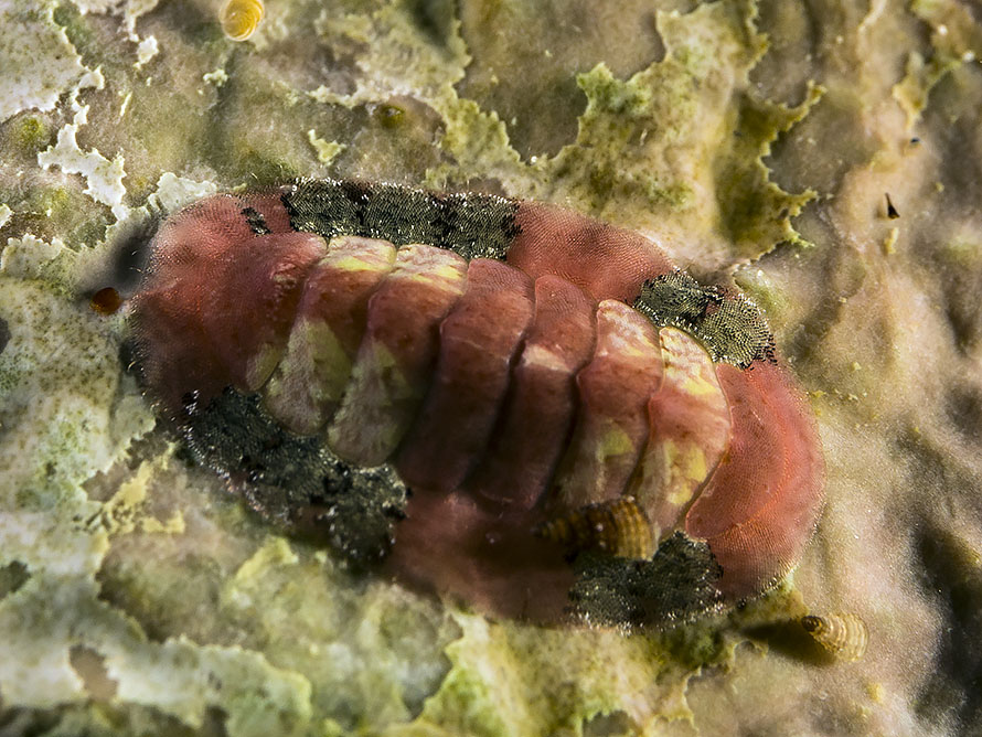 Chiton sp. 10